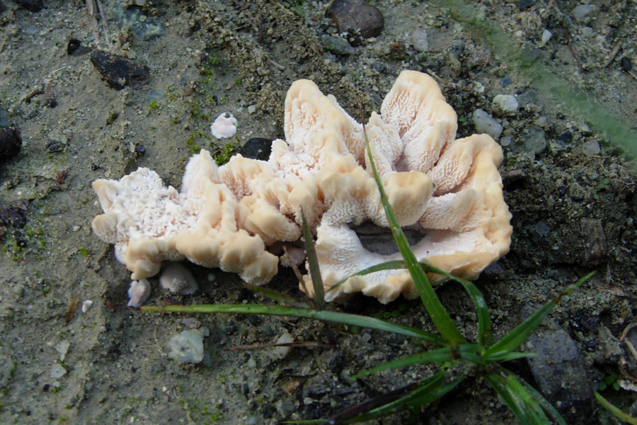 Che funghi saranno?
